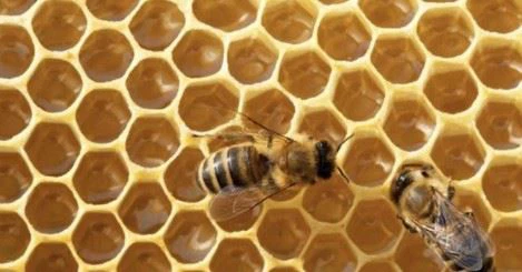 Vacuum Royal Jelly Freeze Dryer